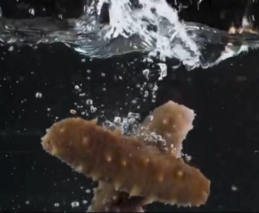 ˳ǿʳƷ_����˷���ǽ